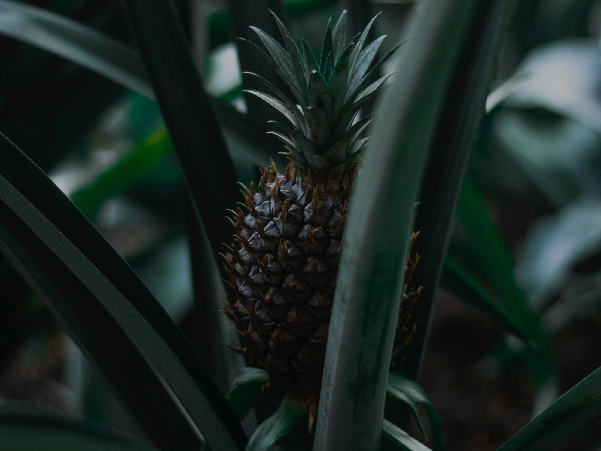 Nachhaltigkeit-Bild-ananas